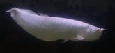 Osteoglossum Bicirrhosum Albino